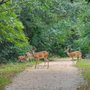 Photo of Faulkner Park