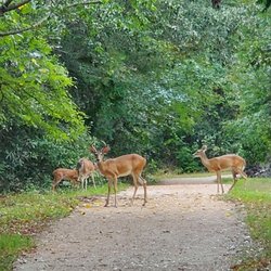 Faulkner Park - A family of deer, with the buck looking out for his family