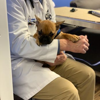 Winichahanat Veterinary Care - Sweet little patient!!! - Veterinarians Near Me - Dover, New Hampshire Winichahanat Veterinary Care - Sweet little patient!!! - Veterinarians Near Me - Dover, New Hampshire