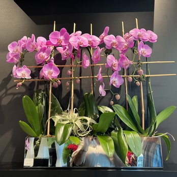 Amazing Flowers - Beautiful orchids ~ buy me these please - Florists Near Me - Boca Raton, Florida