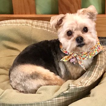 The Elegant Pooch - Fresh & cute! - Pet Groomers Near Me - Lansing, Michigan
