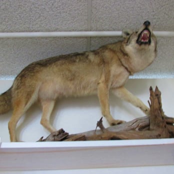 Quabbin Visitor Center - Coyote - Visitor Centers Near Me - Belchertown, Massachusetts Quabbin Visitor Center - Coyote - Visitor Centers Near Me - Belchertown, Massachusetts