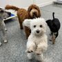 Photo of Dog House Denver