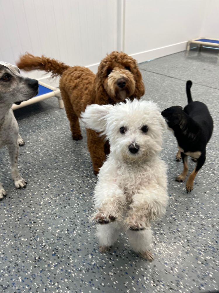 Dog House Denver - pet boarding facility in Denver, CO