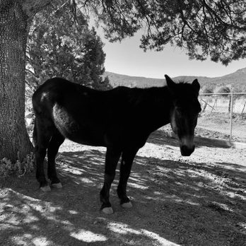 Beeline Guest House - BGH Resident Mule Poncho. Guests get to help groom the mules and horses. - Guest Houses Near Me - Pine, Arizona