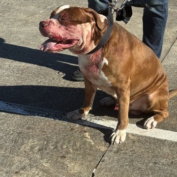 One Club - Dog attacks - Golf Near Me - Gulf Shores, Alabama One Club - Dog attacks - Golf Near Me - Gulf Shores, Alabama