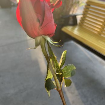 Denny's - Rose - for Mother's Day - American Near Me - Santa Ana, California Denny's - Rose - for Mother's Day - American Near Me - Santa Ana, California