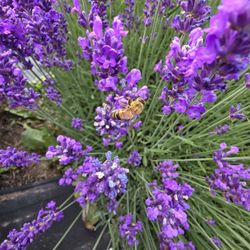 Lavender Connection