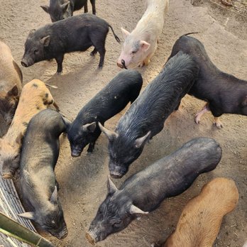 Schnepf Farms - Pigs - Venues & Event Spaces Near Me - Queen Creek, Arizona