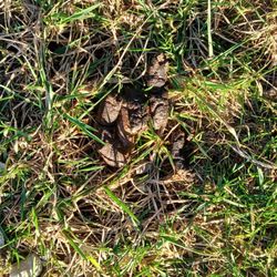 Alton RV Park - Dog feces