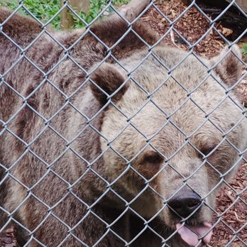 Plumpton Park Zoo - A bear who hammed it up for the camera. - Zoos Near Me - Rising Sun, Maryland