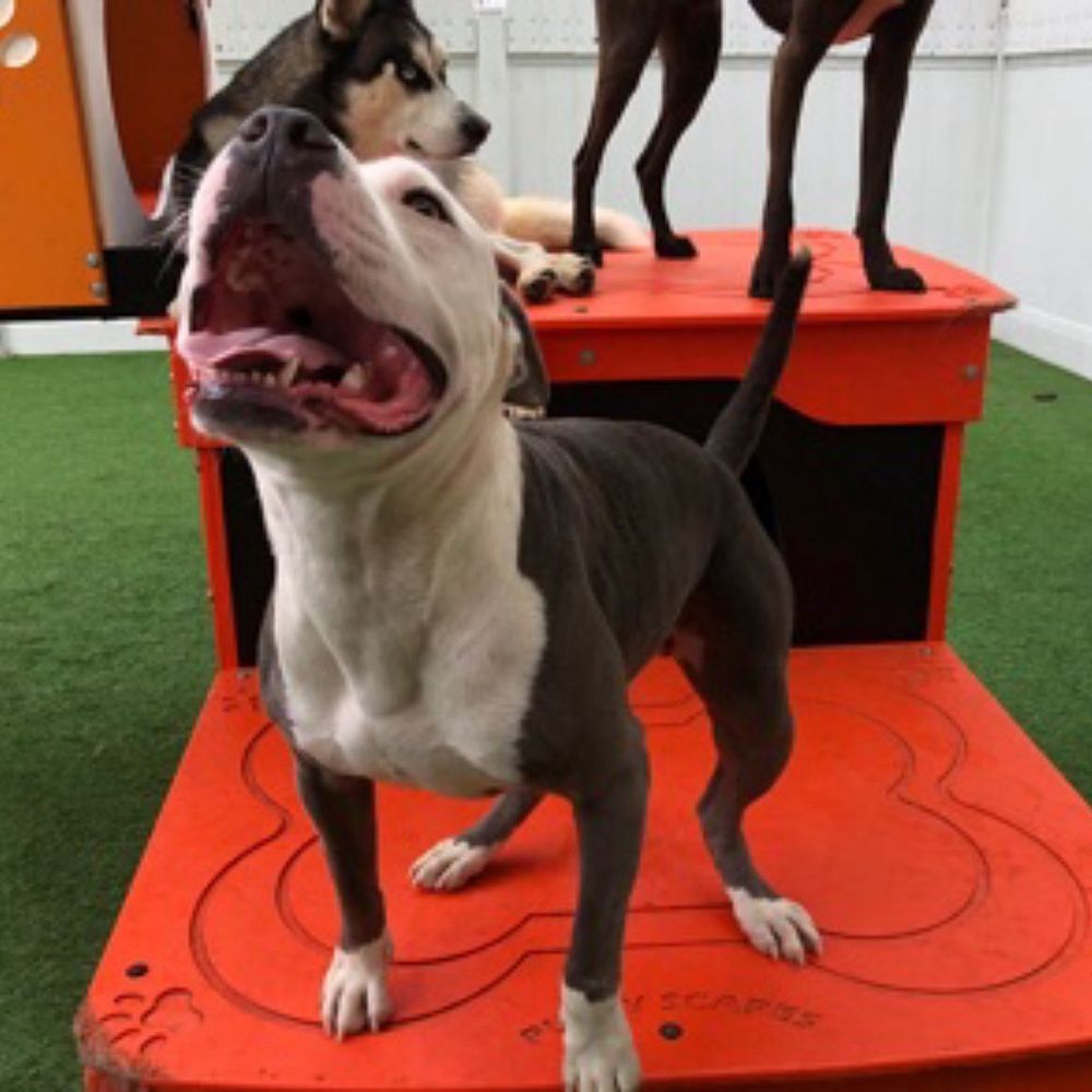 Our boy is always so happy to come here. Our boy is always so happy to come here.