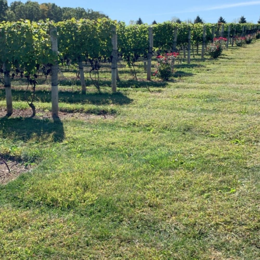 Beneduce Vineyards - Wineries Near Me - Pittstown, New Jersey