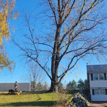 Climbing Tree Service - Silver Maple removal. - Tree Services Near Me Climbing Tree Service - Silver Maple removal. - Tree Services Near Me