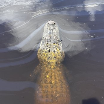 Captain Mitch's Airboat Tours - Boat Tours Near Me - Naples, Florida Captain Mitch's Airboat Tours - Boat Tours Near Me - Naples, Florida