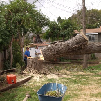 Chico Tree Service - Tree Services Near Me - Chico, California Chico Tree Service - Tree Services Near Me - Chico, California