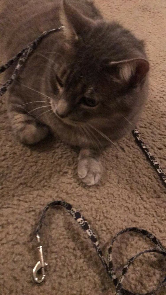 PET ANGELS CREMATION Updated July 2024 2055 Scott Blvd, Temple