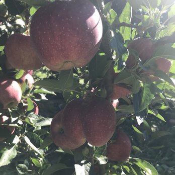 Giamarese Farm - So many delicious apples ready to be picked!! - Farmers Market Near Me - East Brunswick, New Jersey Giamarese Farm - So many delicious apples ready to be picked!! - Farmers Market Near Me - East Brunswick, New Jersey