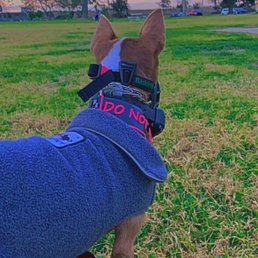 Dog Dog