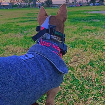 Hollydale Park - Dog - Parks Near Me - South Gate, California Hollydale Park - Dog - Parks Near Me - South Gate, California