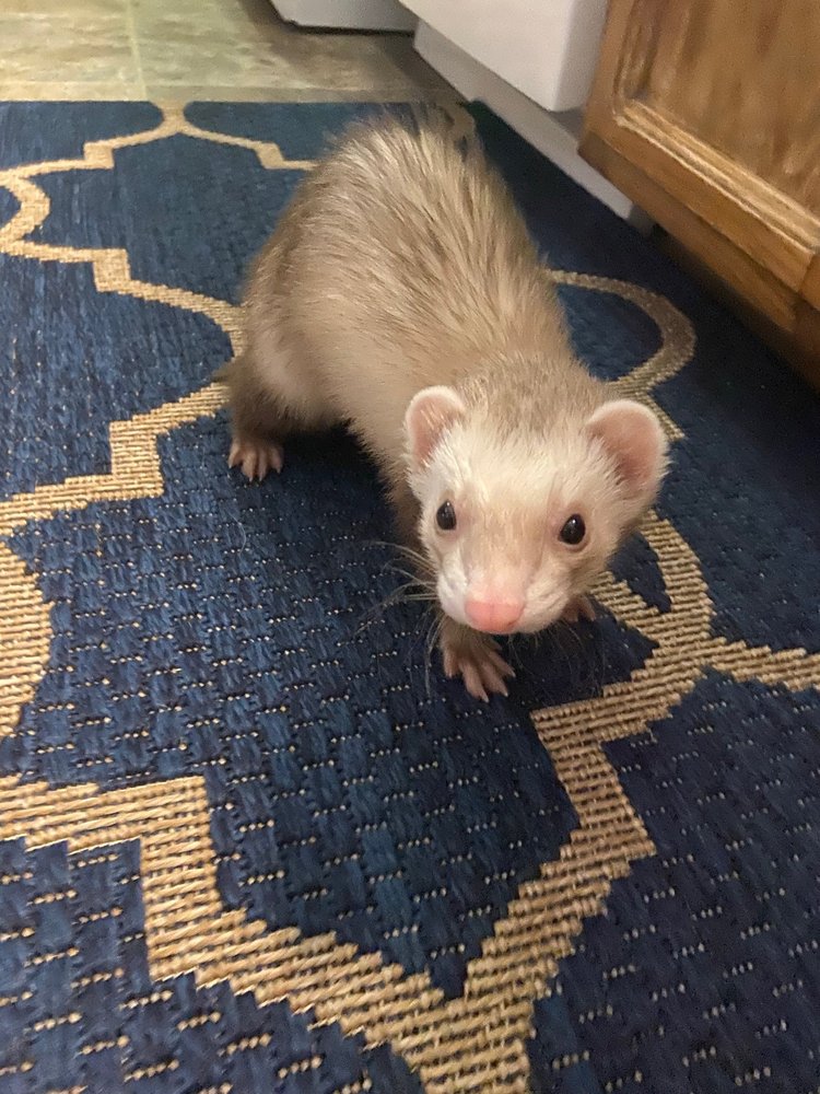 HILLSIDE PET CLINIC Updated September 2024 19 Reviews 2011 Abbott