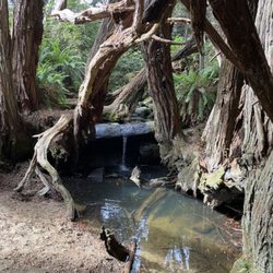 Salal Trail