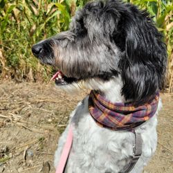 Windy Hill Orchard - Dog Friendly!!