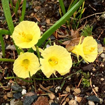 Cochato Nursery - Nurseries & Gardening Near Me - Holbrook, Massachusetts