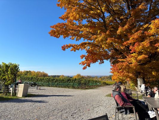 Bowers Harbor Vineyards by null