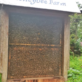 Ilog Maria Honeybee Farm - A peek inside a bee hive - Cosmetics & Beauty Supply Near Me - Silang, CAV Ilog Maria Honeybee Farm - A peek inside a bee hive - Cosmetics & Beauty Supply Near Me - Silang, CAV