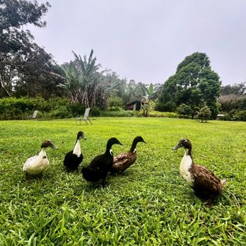 Hamakua Sanctuary - Health Retreats Near Me - Honokaa, Hawaii