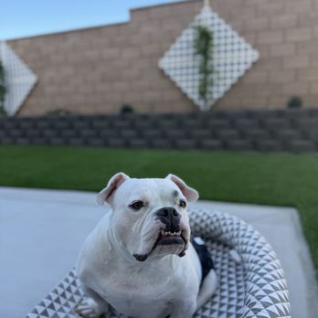 SoCal Artificial Turfs - Pup approved!! - Landscape Architects or Designers Near Me SoCal Artificial Turfs - Pup approved!! - Landscape Architects or Designers Near Me