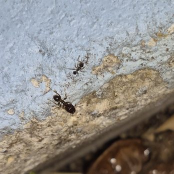 Paradise Pest Solutions - Big-Headed Ant Expert - Pest Control Near Me - Key Largo, Florida Paradise Pest Solutions - Big-Headed Ant Expert - Pest Control Near Me - Key Largo, Florida