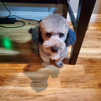 All About Paws Pet Spa - Pet Groomers Near Me - Upland, California