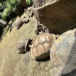 Zoo Knoxville - Lots of Al Dabra tortoises in a row.