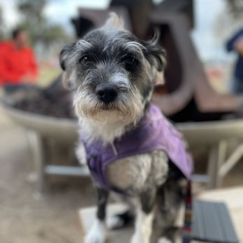 Crux Fermentation Project - Our pup enjoying the fire pit! - Brewpubs Near Me - Bend, Oregon Crux Fermentation Project - Our pup enjoying the fire pit! - Brewpubs Near Me - Bend, Oregon