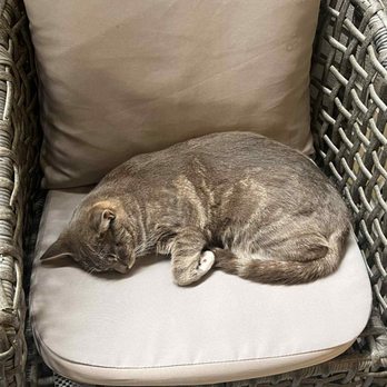 Kona Kat Cafe - Pet Adoption Near Me - Kailua-Kona, Hawaii