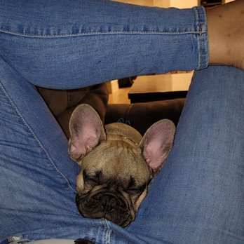 Y Not A Frenchie - Pet Breeders Near Me Y Not A Frenchie - Pet Breeders Near Me