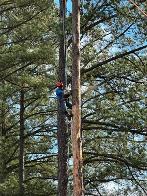 Tree Service - Call or message for a free quote ! Tree Service - Call or message for a free quote !