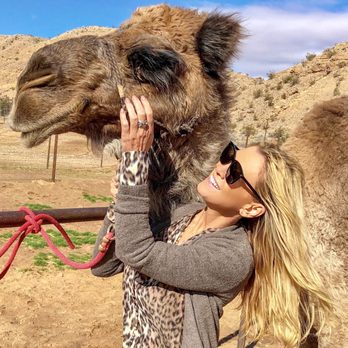 Camel Safari - This is Lodi, a Dromedary (one hump) - Zoos Near Me - Bunkerville, Nevada