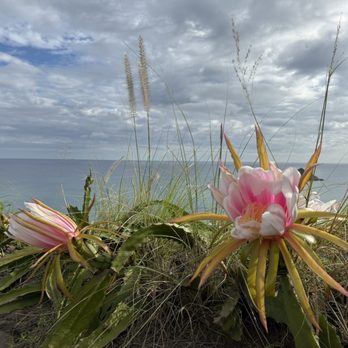 Lanikai Pillbox Hike - Wild dragon fruit flowers! - Hiking Near Me - Kailua, Hawaii Lanikai Pillbox Hike - Wild dragon fruit flowers! - Hiking Near Me - Kailua, Hawaii