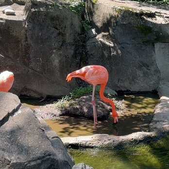 Maryland Zoo in Baltimore - Flamingos! - Zoos Near Me - Baltimore, Maryland