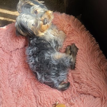 Pet Spaw - What my puppy looked like before they shaved him. - Pet Groomers Near Me - Glendora, California Pet Spaw - What my puppy looked like before they shaved him. - Pet Groomers Near Me - Glendora, California