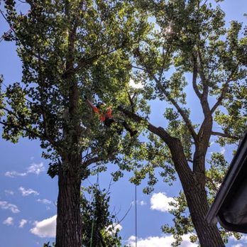 Branch Out Tree Service - Traverseing between two large Cottonwoods on Balsam Lake. - Tree Services Near Me - Saint Croix Falls, Wisconsin Branch Out Tree Service - Traverseing between two large Cottonwoods on Balsam Lake. - Tree Services Near Me - Saint Croix Falls, Wisconsin