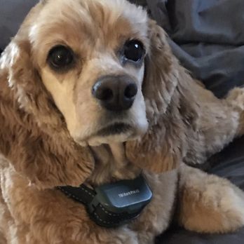 The Smiling Dog - Buster - Pet Groomers Near Me - Rocklin, California