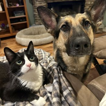 Lucky K9s - Vixen is always gentle with our kitties - Pet Training Near Me