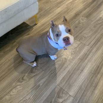 Doggie Spa - Pet Groomers Near Me - Corona, California