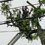 Photo of Austin Tree Patrol Services