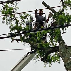 Austin Tree Patrol Services