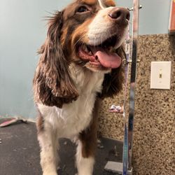 Woof Happy Tails